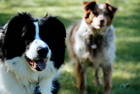 Two dogs