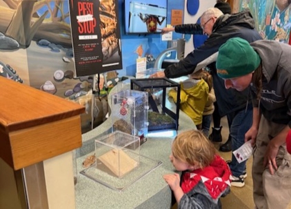 Child looks at insects on display while adult observe nearby at a museum event