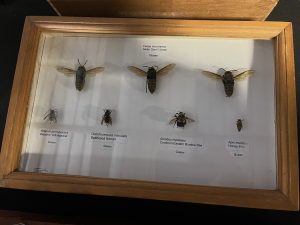 Hornet Bees in a frame