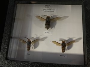 Large Hornet Bee in a frame