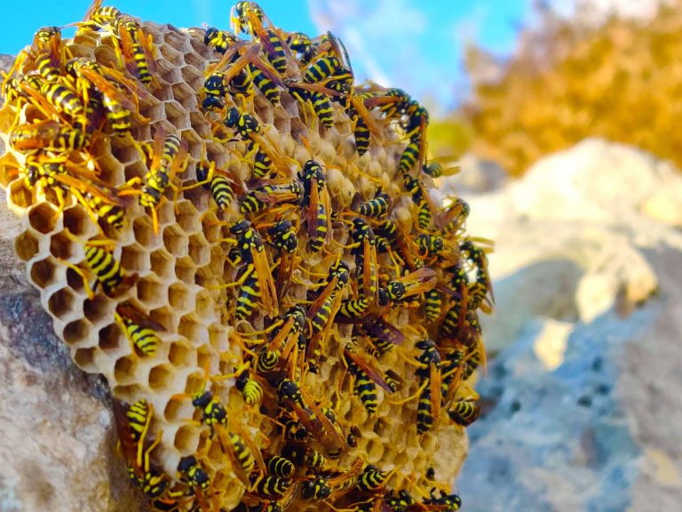Bees and their bee hive