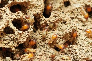 termites