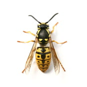 Wasp