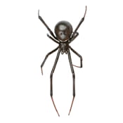 Black Widow Spider