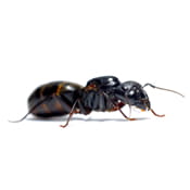 Carpenter Ant