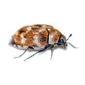 Carpet Beetle