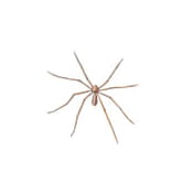 Cellar Spider (Daddy-Long-Legs)