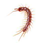 Centipede