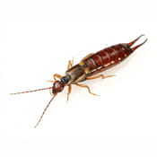 Earwig