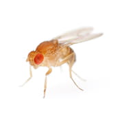 Fruit Fly