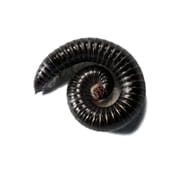 Millipede