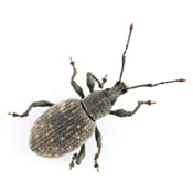 Root Weevil