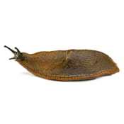 Slug