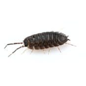 Sow Bug Woodlouse