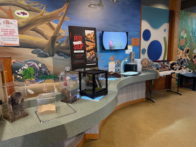 Museum insect exhibit at Boo Bash