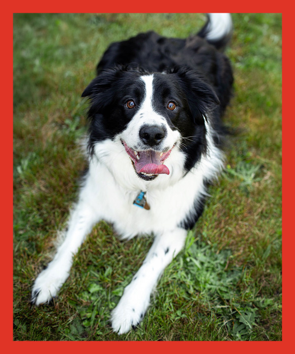 Bruno   Photo
